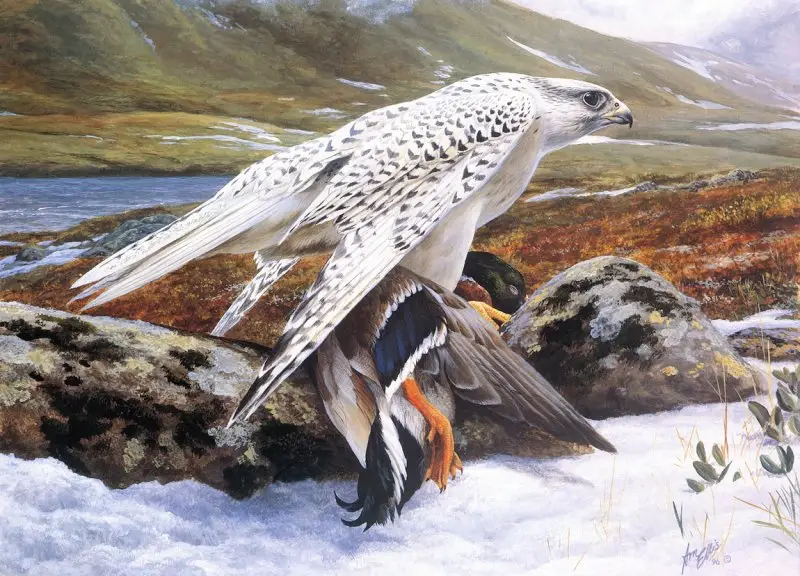 "Gyrfalcon" by Emma Ford image 18