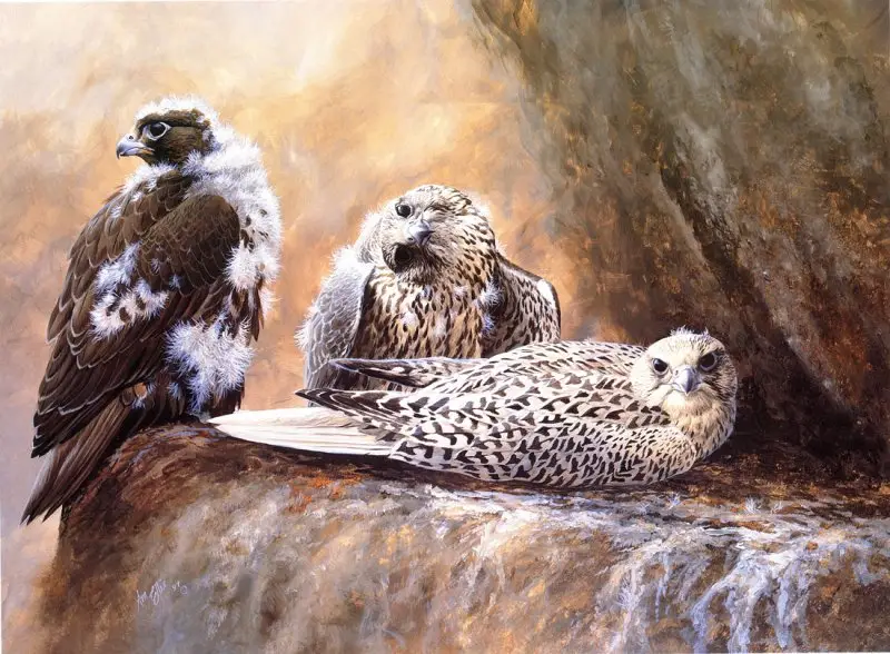 "Gyrfalcon" by Emma Ford image 19