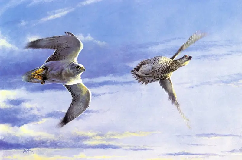 "Gyrfalcon" by Emma Ford image 21