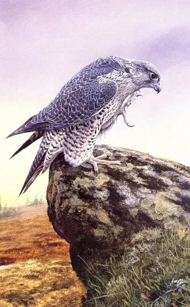 "Gyrfalcon" by Emma Ford image 22