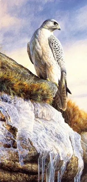 "Gyrfalcon" by Emma Ford image 23