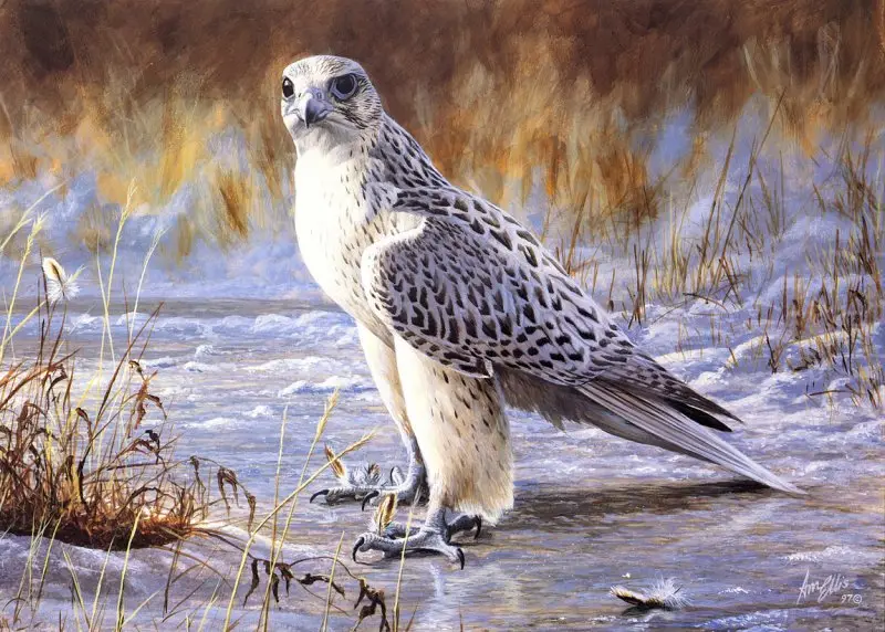 "Gyrfalcon" by Emma Ford image 24