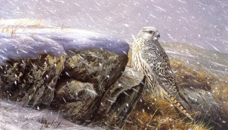 "Gyrfalcon" by Emma Ford image 26