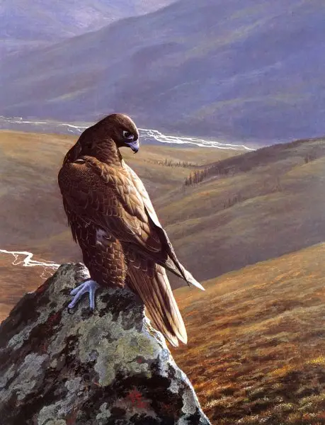 "Gyrfalcon" by Emma Ford image 28