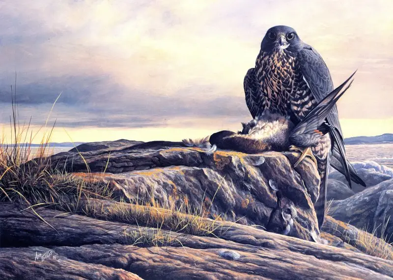 "Gyrfalcon" by Emma Ford image 30